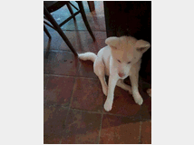 akita-inu-prezzo-eur70000 