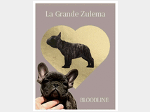 cuccioli-di-bulldog-francesi 