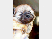 volpini-di-pomeriana-prezzo-eur90000 