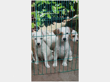 parson-jack-russell-prezzo-eur50000 