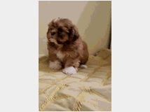 shiba-inu-maschietti-prezzo-eur50000 