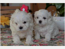 maltipoo-cuccioli-prezzo-eur90000-si 