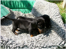 bassotto-nano-femminucce-prezzo-eur80000 