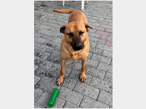 in-regalo-cane-meticcio-sono 