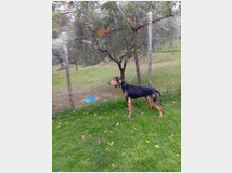 segugio-italiano-maschio-prezzo 