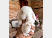 Altri animali in vendita