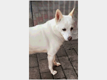 in-regalo-cane-meticcio-fox 