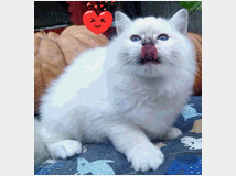 sacro-di-birmania-prezzo 