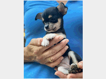 chihuahua-toy-femminuccia-prezzo-eur80000 