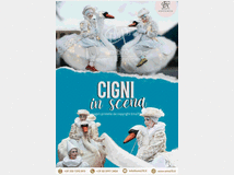 cigni-in-scena-per-mansione 